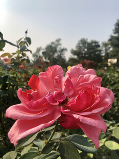 月季花