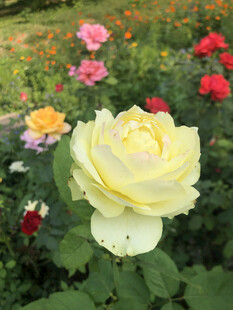 玫瑰花
