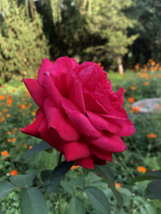 玫瑰花