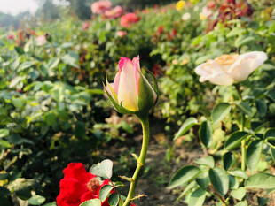 月季花