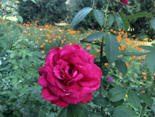 玫瑰花