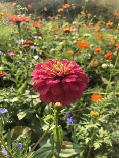 百日菊