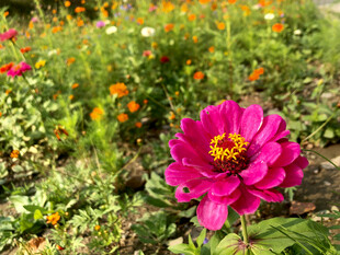 百日菊