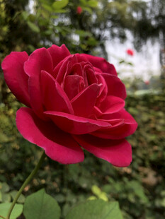 玫瑰花
