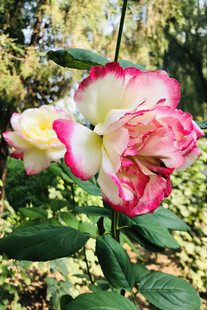 月季花