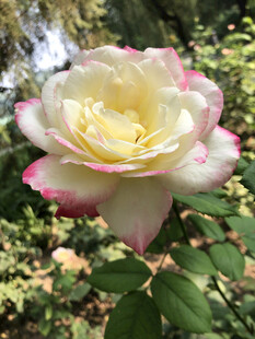 月季花