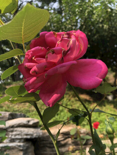 玫瑰花