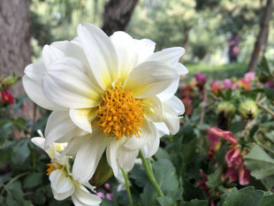 白大丽花