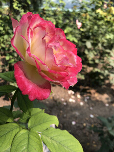 月季花