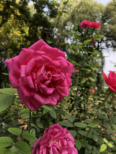 月季花