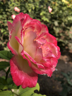 月季花