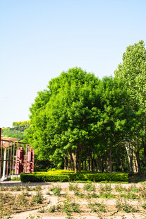 绿树环绕的乡村景致