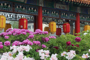 菏泽牡丹