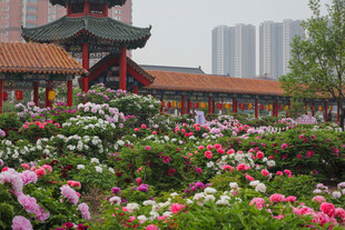 菏泽百花园牡丹