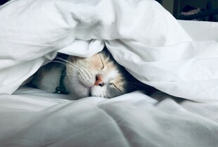 被窝里酣睡的可爱猫咪