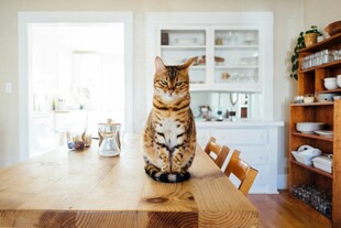 猫咪端坐于木质餐桌之上