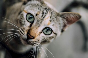 可爱猫咪特写
