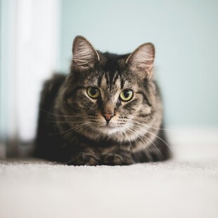 趴着的斑纹猫咪