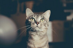 仰头凝视的可爱猫咪