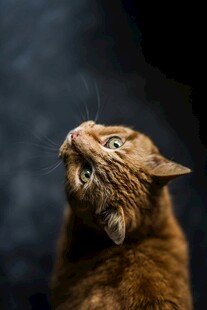 仰头的可爱猫咪