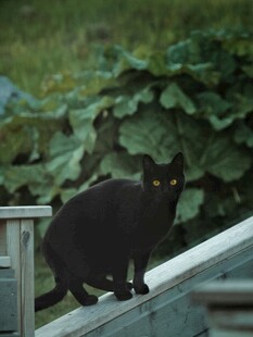 屋顶上的黑猫