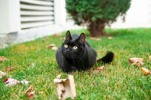 黑猫静卧于翠绿草坪间