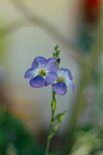 鸢尾