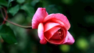 月季花