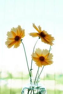 雏菊