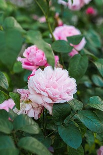 月季花