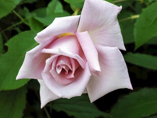 月季花