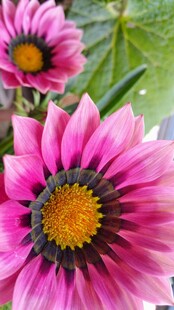 勋章菊