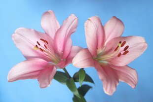 百合花