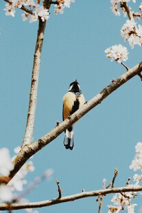 小鸟