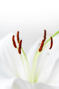 百合花蕊