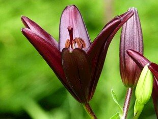 百合