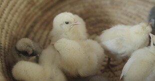 可爱小鸡