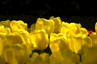 黄色郁金香花海