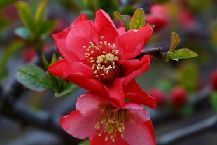 红色海棠花