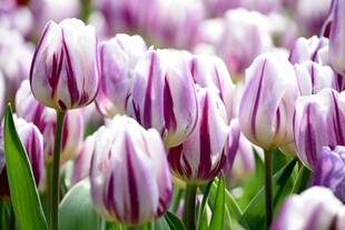 郁金香花海