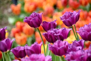 郁金香花海