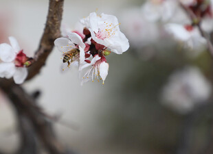 枝头绽放的娇艳杏花