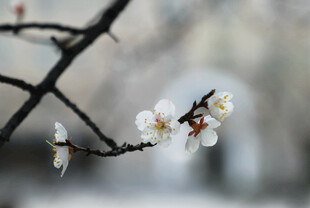 枝头绽放的素雅白梅花