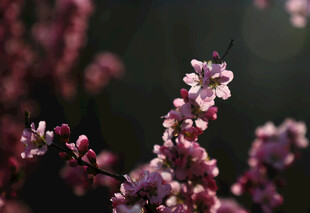 春日绽放的娇艳粉色花枝