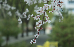 枝头绽放的粉嫩花朵