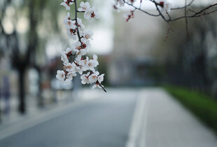 枝头繁花映街道