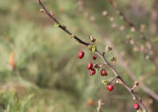 枝头红果 自然清新景致