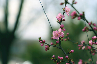 枝头绽放的粉嫩桃花
