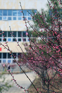 校园中绽放的艳丽花枝