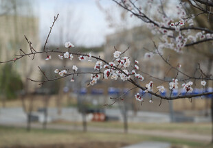 枝头绽放的春日杏花
